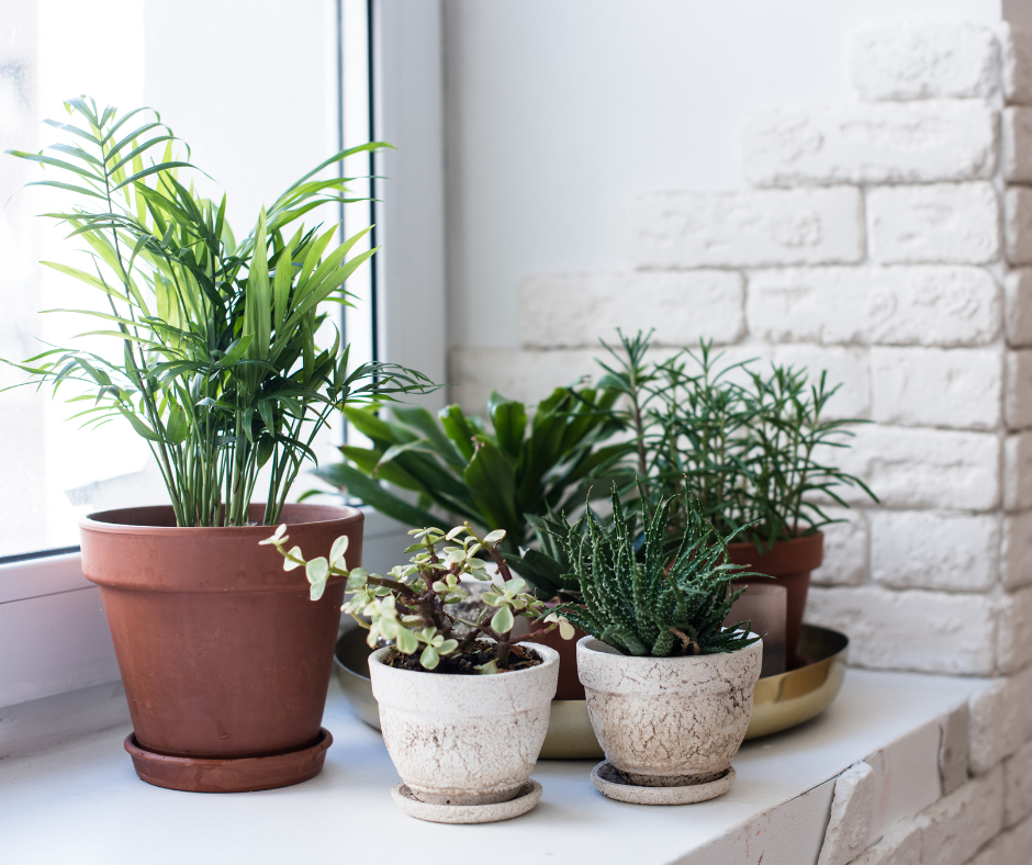 houseplants fix odors in your home